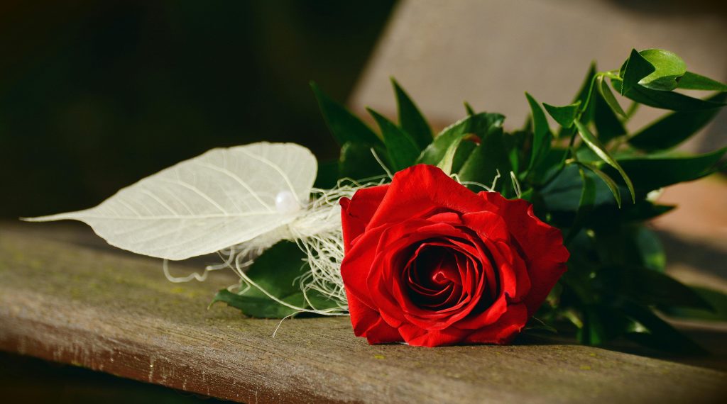 Close-up of a vibrant red rose lying on a wooden bench, symbolizing romance.