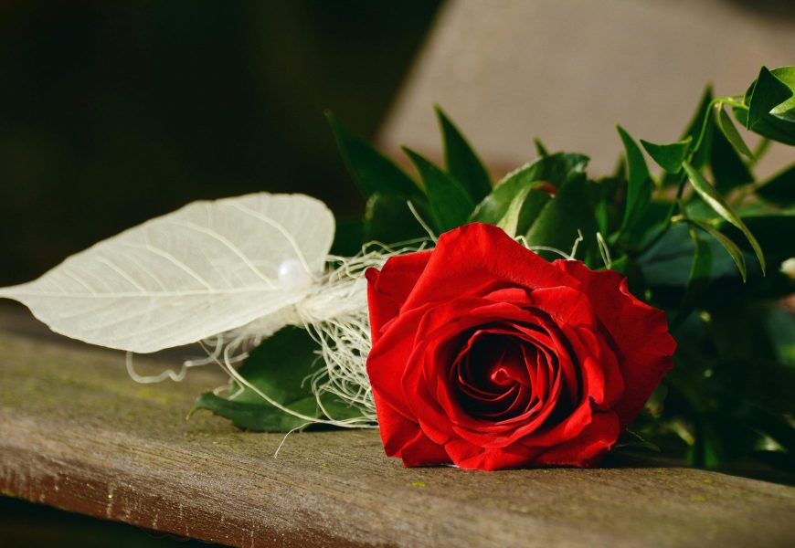 Close-up of a vibrant red rose lying on a wooden bench, symbolizing romance.